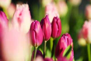 , , , , ,  .,tulip, tulip, petal,  ,  