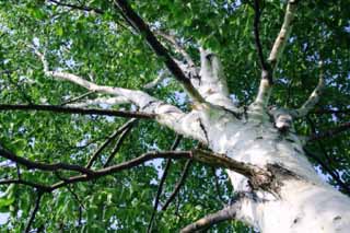 Foto, materiell, befreit, Landschaft, Bild, hat Foto auf Lager,Rinde eines Birkenbaumes, Hitsujigaoka, Baum, Birke, 