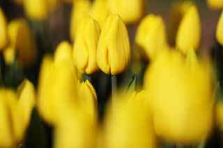 fotografia, materiale, libero il panorama, dipinga, fotografia di scorta,Un tulipano, tulipano, petalo, Io sono bello, 