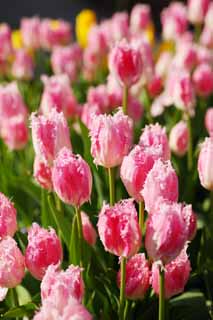 fotografia, materiale, libero il panorama, dipinga, fotografia di scorta,Un tulipano, tulipano, petalo, Io sono bello, 