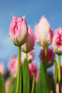 fotografia, materiale, libero il panorama, dipinga, fotografia di scorta,Un tulipano, tulipano, petalo, Io sono bello, 