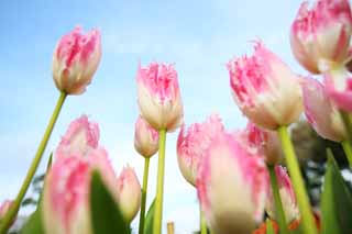 Foto, materieel, vrij, landschap, schilderstuk, bevoorraden foto,Een tulp, Tulp, Kroonblad, Ik ben knap, Ik ben prachtig