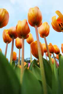 Foto, materieel, vrij, landschap, schilderstuk, bevoorraden foto,Een tulp, Tulp, Kroonblad, Ik ben knap, Ik ben prachtig