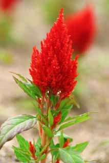 foto,tela,gratis,paisaje,fotografa,idea,Celosias plumosas al rojo vivo, Furano, Flor, Cresta, 