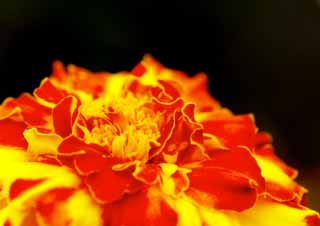 , , , , ,  .,marigold., Furano, , marigold,  