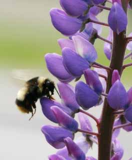 photo, la matire, libre, amnage, dcrivez, photo de la rserve,Lupin et une abeille, abeille, lupin, fleur, insecte