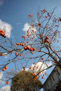 Foto, materiell, befreit, Landschaft, Bild, hat Foto auf Lager,Das Meiji-mura Village Museum persimmon, persimmon, Frucht, Eine Orange, blauer Himmel