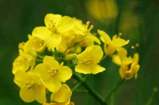 Foto, materieel, vrij, landschap, schilderstuk, bevoorraden foto,Geel van verkrachten bloesems, Geel, Bloesem, , 