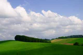 fotografia, materiale, libero il panorama, dipinga, fotografia di scorta,Colline e nube, boschetto, nube, cielo blu, 