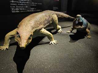 fotografia, materiale, libero il panorama, dipinga, fotografia di scorta,Il modello del dinosauro, Gioco, dinosauro, Ferocia, Il vegliardo calcola